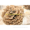 organic Grifola Frondosa Polysaccharide; Organic Maitake mushroom; USA&EU Organic Certificate, GMP&HACCP Certificate